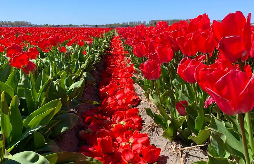 В Нидерландах цветочные фермы сделали для туристов необычное послание из тюльпанов - ont.by - Голландия