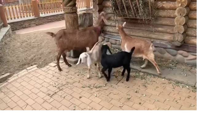 В Ленинградском зоопарке показали 9 карликовых и 2 нубийских новорожденных козлят - piter.tv