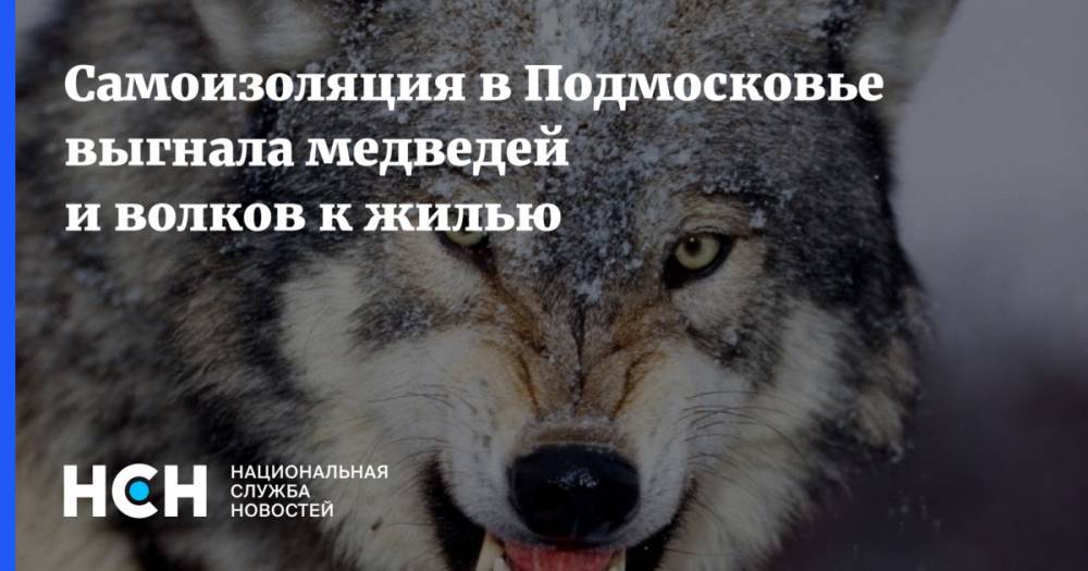Самоизоляция в Подмосковье выгнала медведей и волков к жилью - nsn.fm - Московская обл.