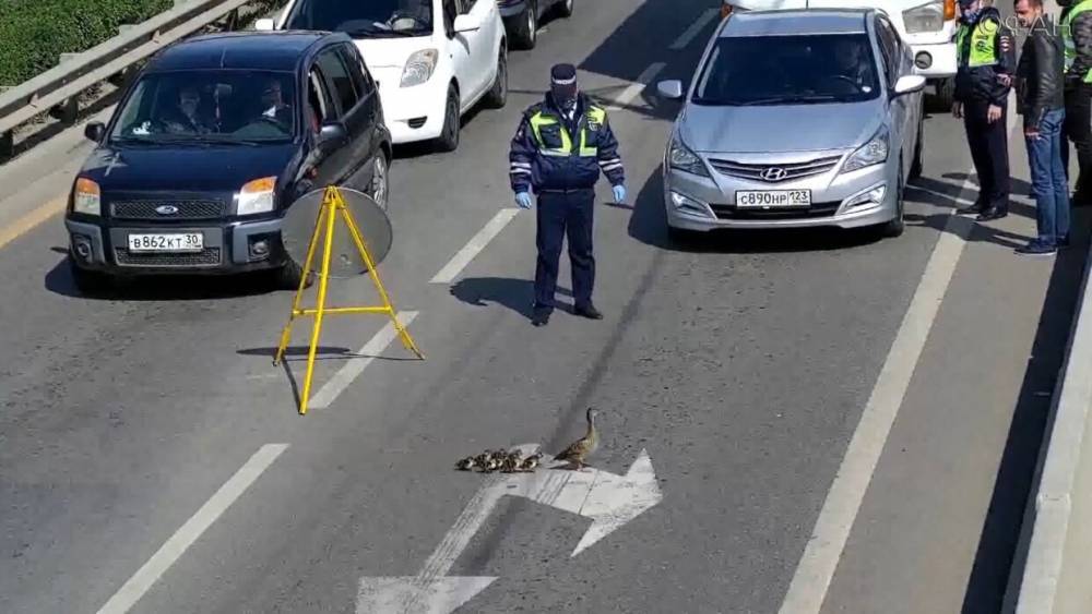 Из-за утки с утятами перекрыли дорогу в Краснодаре. - riafan.ru - Краснодар