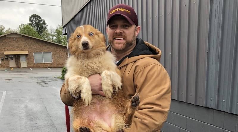 Спустя 54 дня после смертоносного торнадо хозяева нашли свою пропавшую собаку-спасительницу - usa.one - штат Теннесси