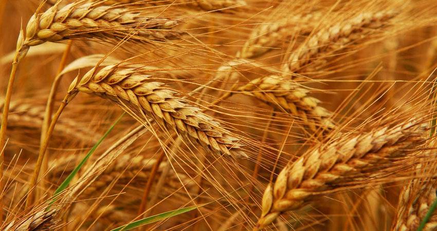 Bloomberg сообщил о дефиците российской пшеницы в мире - produkt.by - Россия