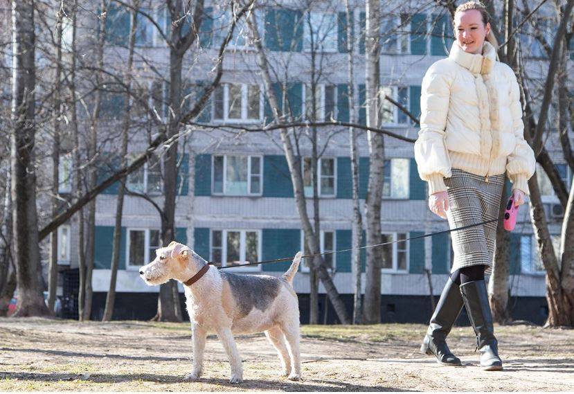 Более 4 тысяч часов провели столичные волонтеры на прогулках с собаками - vm.ru - Москва
