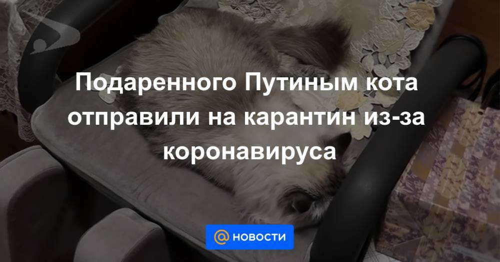 Подаренного Путиным кота отправили на карантин из-за коронавируса - news.mail.ru - Россия
