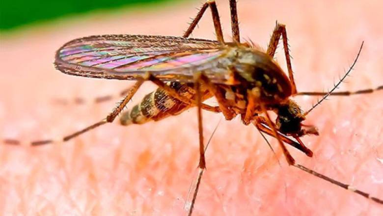 В Таиланде началась вспышка лихорадки денге - newizv.ru - Таиланд