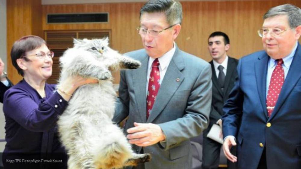 Подаренного Путиным японскому губернатору кота отправили на карантин из-за COVID-19 - inforeactor.ru - Сша - Япония