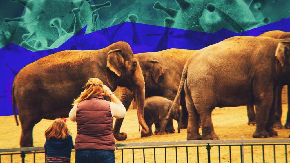 Ветеринар Уражевский оценил решение властей Берлина открыть зоопарки для посещения - inforeactor.ru - Берлин - Berlin