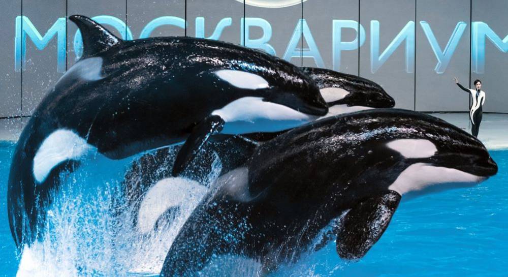 «Москвариум» подготовил видеоролики кормления акул и тренировки дельфинов - vm.ru - Россия