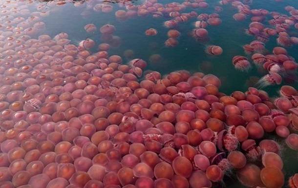 Пляжи Филиппин заполонили томатные медузы - korrespondent.net - Австралия - Филиппины