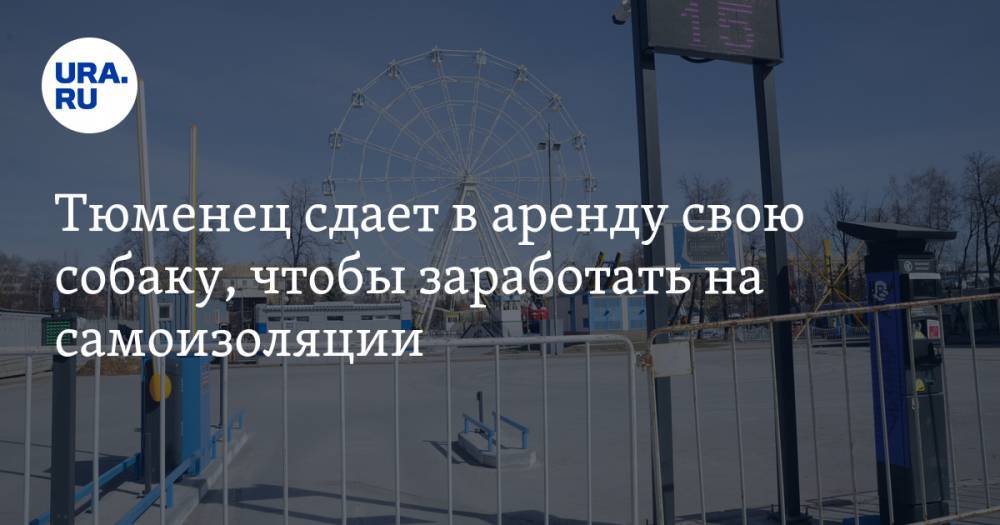 Тюменец сдает в аренду свою собаку, чтобы заработать на самоизоляции - ura.news - Тюмень