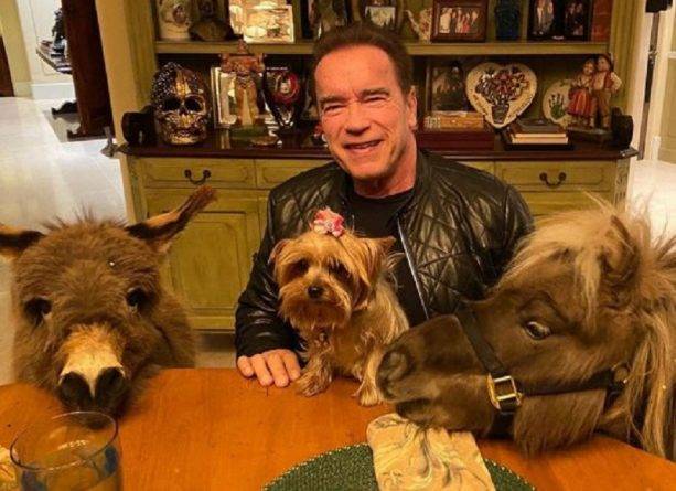 Арнольд Шварценеггер - Голливудский актер Арнольд Шварценеггер живет в своем раю с ослом, пони и собакой во время карантина - usa.one