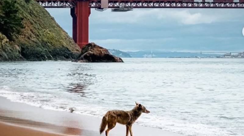 На пустом пляже в Сан-Франциско около Золотых ворот прогуливаются койоты (фото) - usa.one - Сан-Франциско - Лос-Анджелес - штат Калифорния