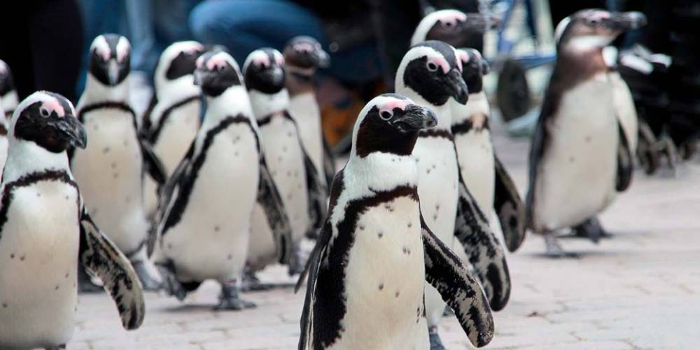 Как выглядит апокалипсис? Пингвины бродят по пустынным улицам ЮАР - detaly.co.il - Израиль - Юар