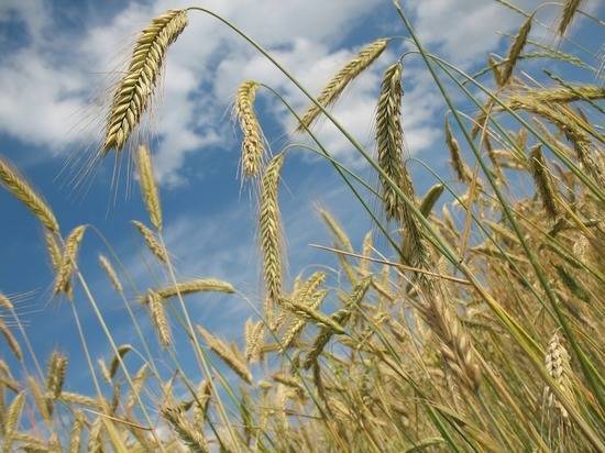 Россия грозит подорвать продовольственную безопасность планеты: грядет глобальный дефицит пшеницы - newtvnews.ru - Россия