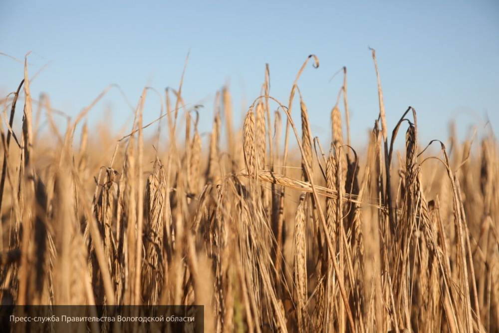 Алексей Майоров - Россия может ограничить экспорт пшеницы при необходимости - nation-news.ru - Россия