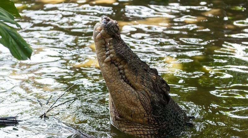 Парень смог спастись прямиком из пасти крокодила, повиснув на мангровом дереве - usa.one - Австралия