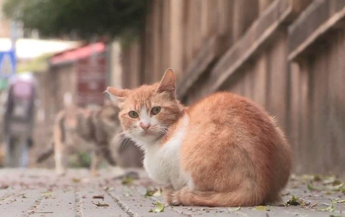 Правда или миф: переносят ли коты коронавирус? - sputnik.by - Россия