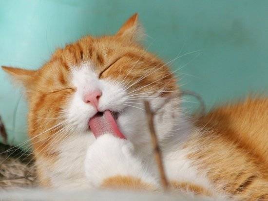 Коронавирус обнаружили у кошек в Китае - newtvnews.ru - Китай - Ухань