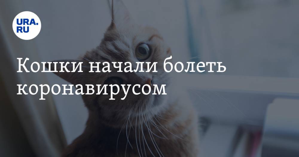 Кошки начали болеть коронавирусом - ura.news - Ухань