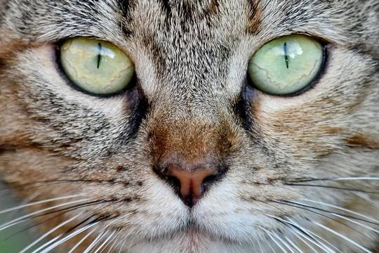 Китайские учёные обнаружили коронавирус у кошек в Ухане - versia.ru - Китай - Ухань