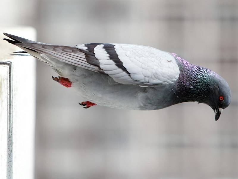 Популяция голубей может сократиться из-за отсутствия подкорма во время карантина - sobesednik.ru - Санкт-Петербург