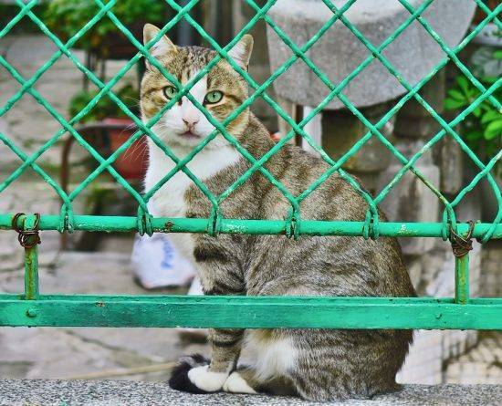 Шэньчжэнь стал первым городом в Китае, где запретили есть кошек и собак - usa.one - Китай - Ухань