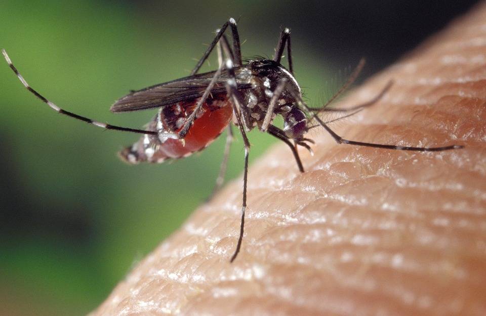 Константин Китаев - Юлия Ловцова - Ученые выяснили, могут ли комары быть переносчиками коронавируса - vm.ru - Россия - Китай