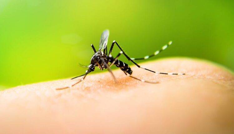 Константин Китаев - Ученые рассказали о вероятности заразиться COVID-19 через укус комара - newtvnews.ru