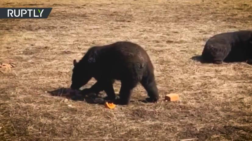 Жители Приморья спасают медведей из местного приюта от голода - russian.rt.com - Приморье край