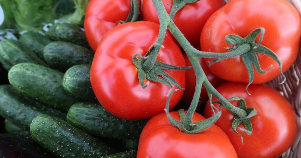 Минсельхоз просят запретить импорт томатов и огурцов в Россию - ren.tv - Россия