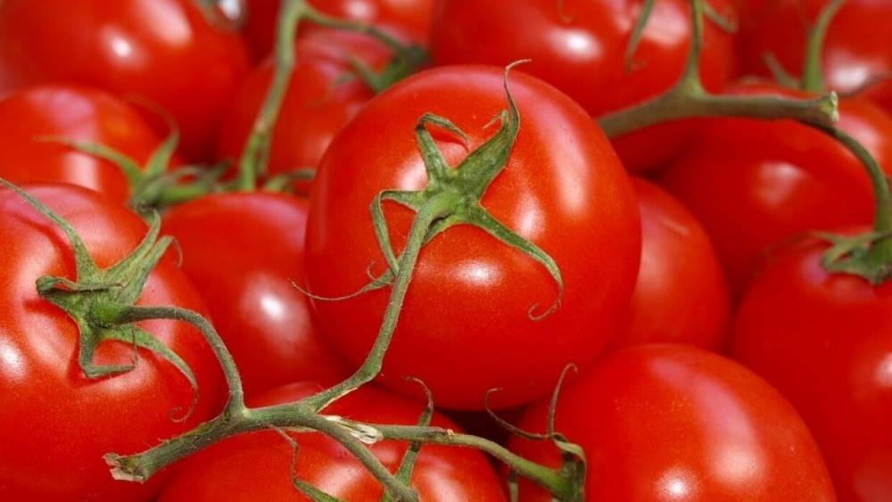 Минсельхоз просят временно приостановить импорт томатов в Россию - riafan.ru - Россия - Москва