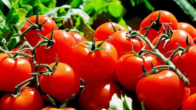 В Минсельхоз поступило предложение о временном ограничении импорта томатов в РФ - piter.tv - Россия