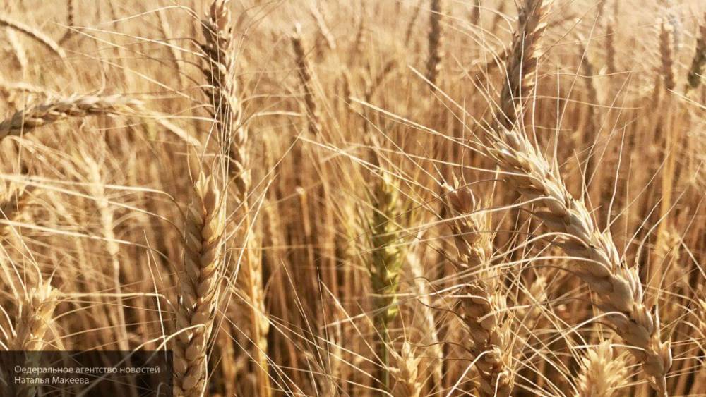 Пандемия коронавируса может привести к росту цен на пшеницу и рис - inforeactor.ru - Вьетнам - Нью-Йорк