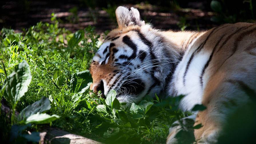 Тигрица заразилась коронавирусом в зоопарке Нью-Йорка - gazeta.ru - Нью-Йорк
