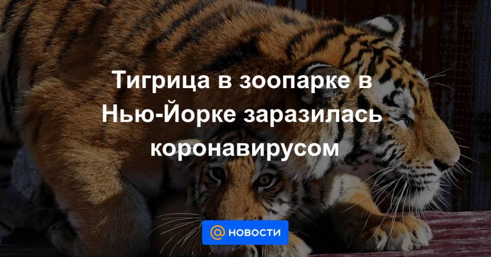 Тигрица в зоопарке в Нью-Йорке заразилась коронавирусом - news.mail.ru - Нью-Йорк
