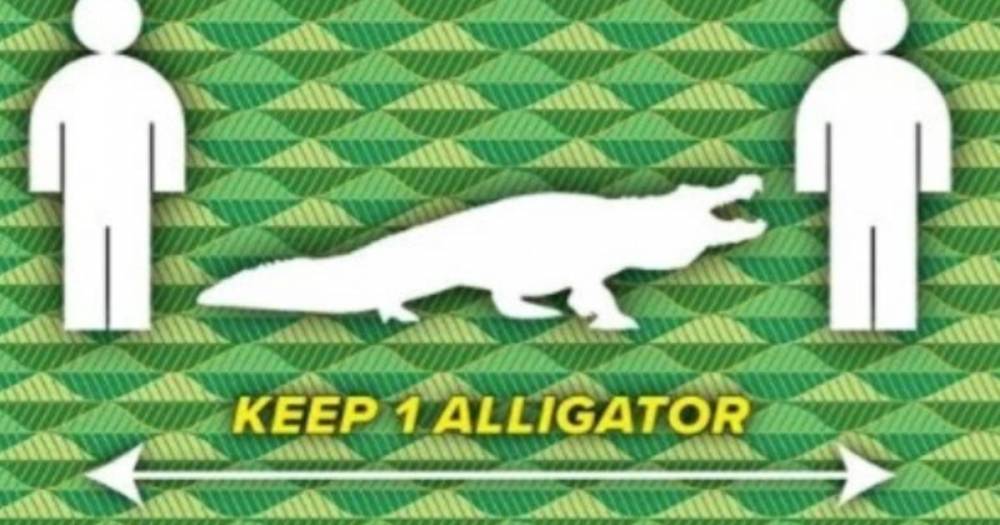 Во Флориде людей призвали соблюдать при общении дистанцию в аллигатора - ren.tv - Usa - штат Флорида