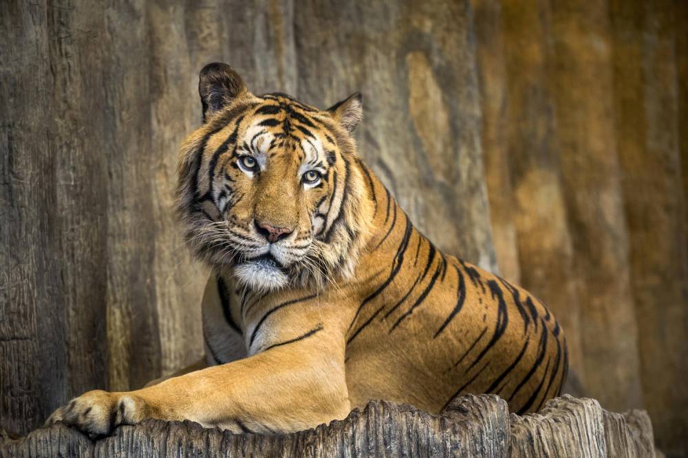 В нью-йоркском зоопарке коронавирусом заболели тигры и львы - news.israelinfo.co.il - Сша - Бельгия - Гонконг