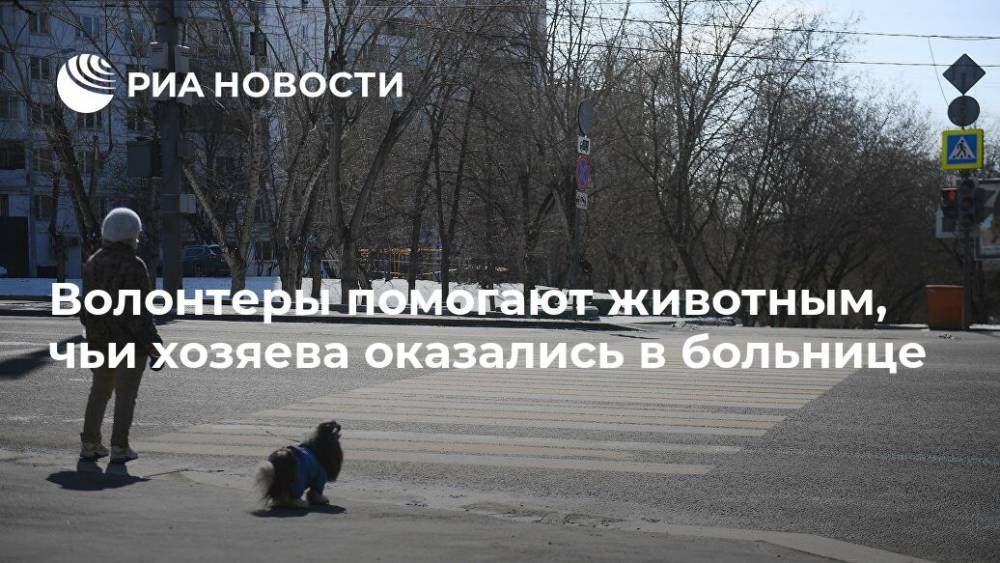 Волонтеры помогают животным, чьи хозяева оказались в больнице - ria.ru - Москва