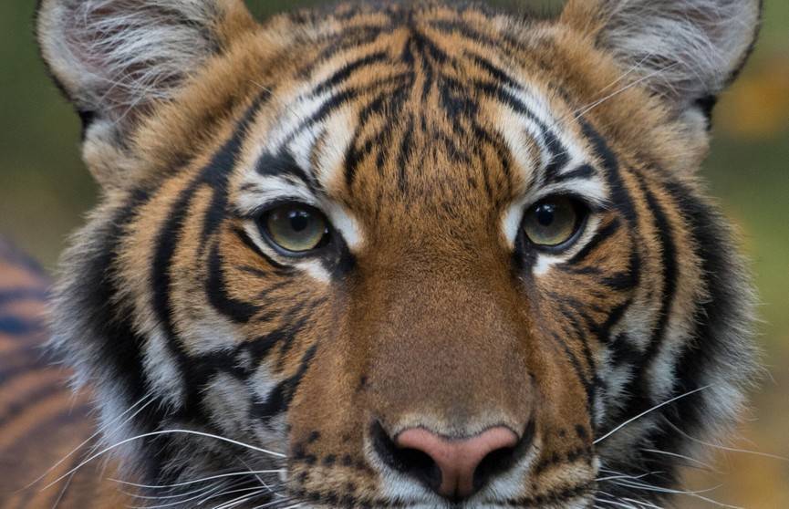 Впервые в мире коронавирус обнаружили у тигра - ont.by - Нью-Йорк