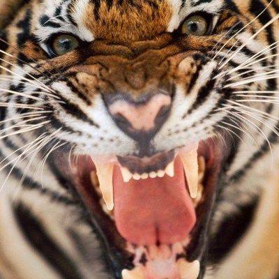 Тигрица из зоопарка в нью-йоркском районе Бронкс заразилась коронавирусом - radiomayak.ru