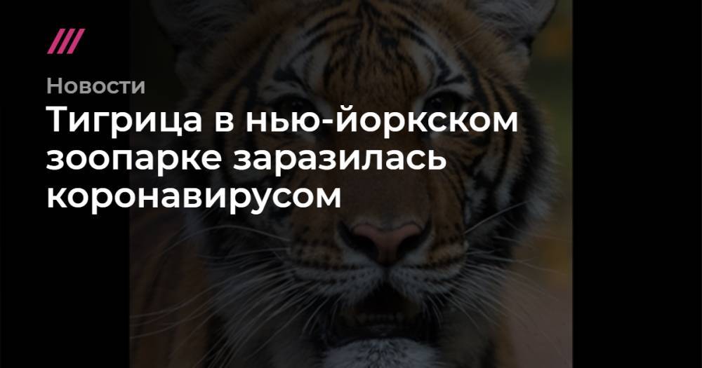 Тигрица в нью-йоркском зоопарке заразилась коронавирусом - tvrain.ru - Сша