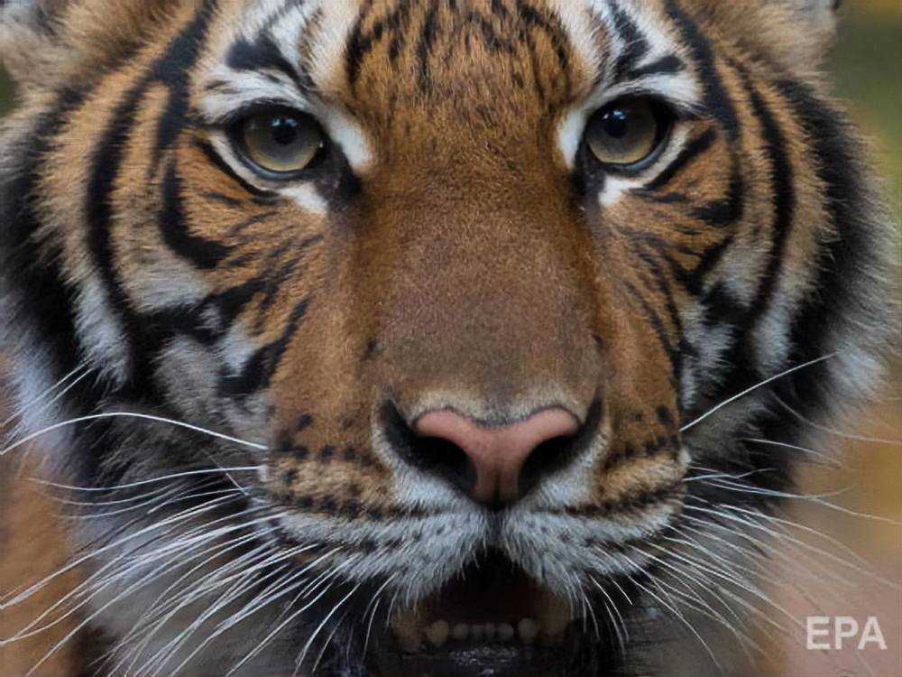 В зоопарке Нью-Йорка тигр заразился коронавирусом от человека - gordonua.com - Сша - Нью-Йорк - Нью-Йорк