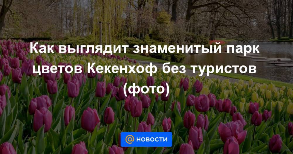 Как выглядит знаменитый парк цветов Кекенхоф без туристов (фото) - news.mail.ru - Голландия