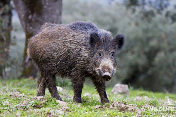 Беда не приходит одна: в Литве обнаружена африканская чума свиней - eadaily.com - Литва