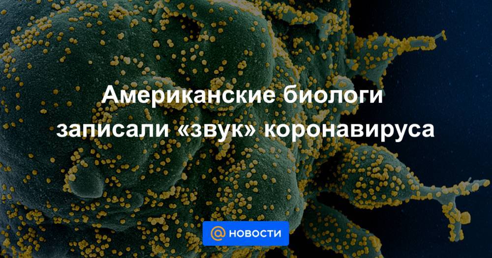 Маркус Бюлер - Американские биологи записали «звук» коронавируса - news.mail.ru