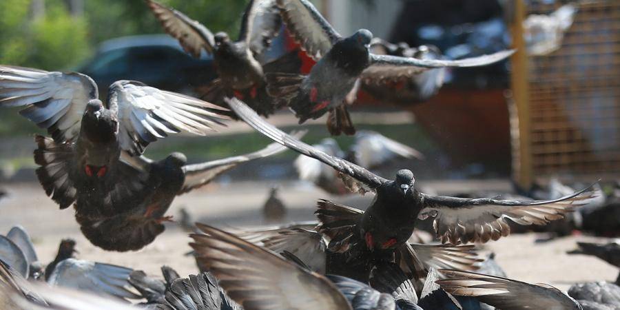 В Москве соседи "сдали" полиции пенсионера, кормившего голубей во дворе - ruposters.ru - Москва