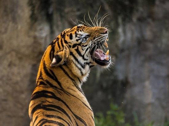 Специалисты прокомментировали первый случай заражения тигра коронавирусом - newtvnews.ru - Сша - Малайзия