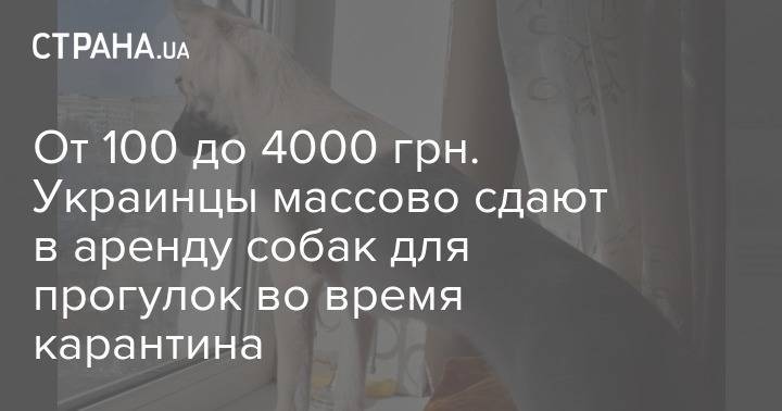 От 100 до 4000 грн. Украинцы массово сдают в аренду собак для прогулок во время карантина - strana.ua