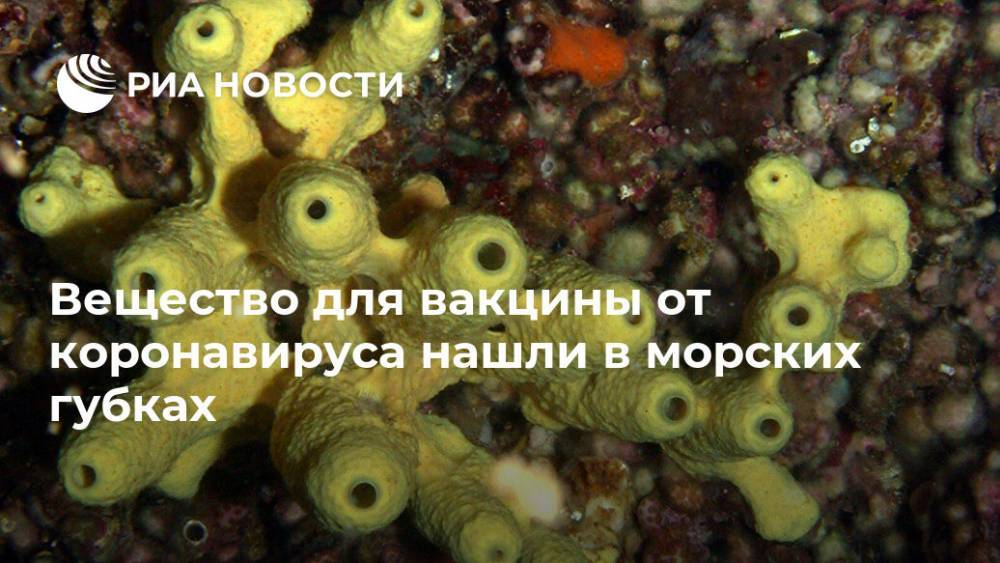 Вещество для вакцины от коронавируса нашли в морских губках - ria.ru - Москва