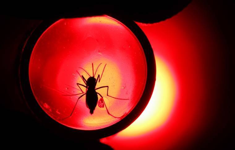 Лукаш Шумовский - Учёные рассказали, могут ли комары быть переносчиками COVID-19 - news.ru - Польша